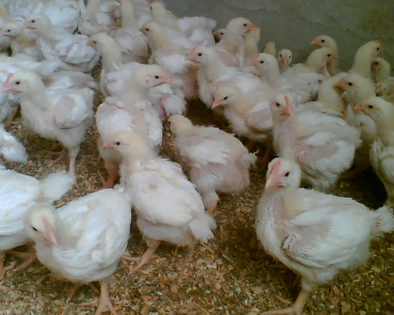پرورش جوجه گوشتی در مرغداری های صنعتی