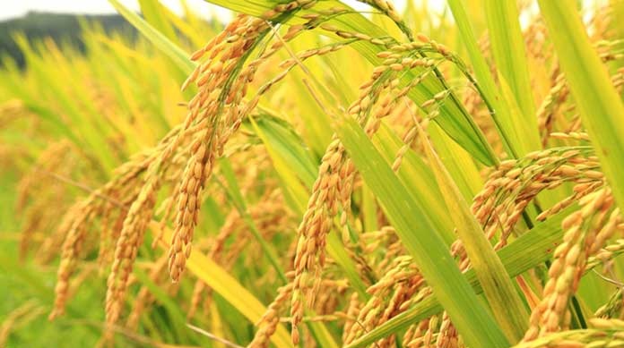 مراحل تولید برنج ارگانیک
